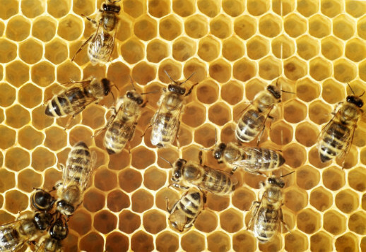 Пчелы: маленькие чудеса Бога!
